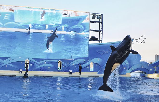 21億！國內(nèi)最大的海洋主題公園易主(圖4)